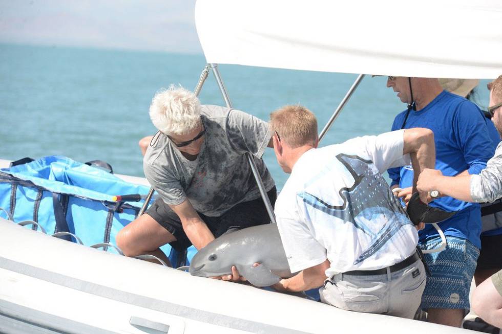 Crece riesgo de extinción de vaquita marina en México al fracasar rescate