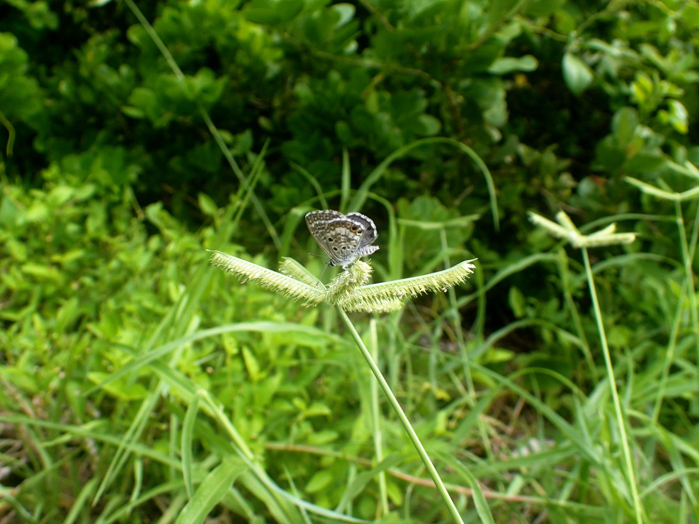 La mariposa azul de Miami lucha por sobrevivir