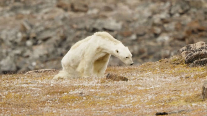 Ofrecen otra explicación que podría desmentir teoría sobre oso polar moribundo