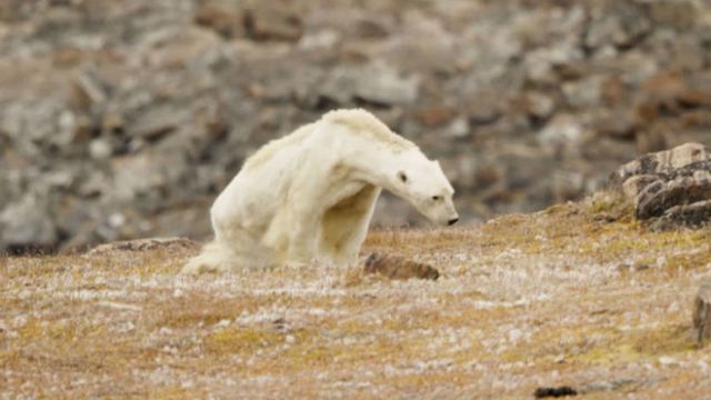 Foto: Paul Nicklen