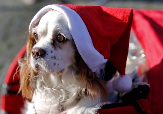 A dog wears a Santa Claus hat as more than a hundred cyclists dressed as Santa Claus meet at the Colosseum in Rome, Italy December 17, 2017. REUTERS/Tony Gentile