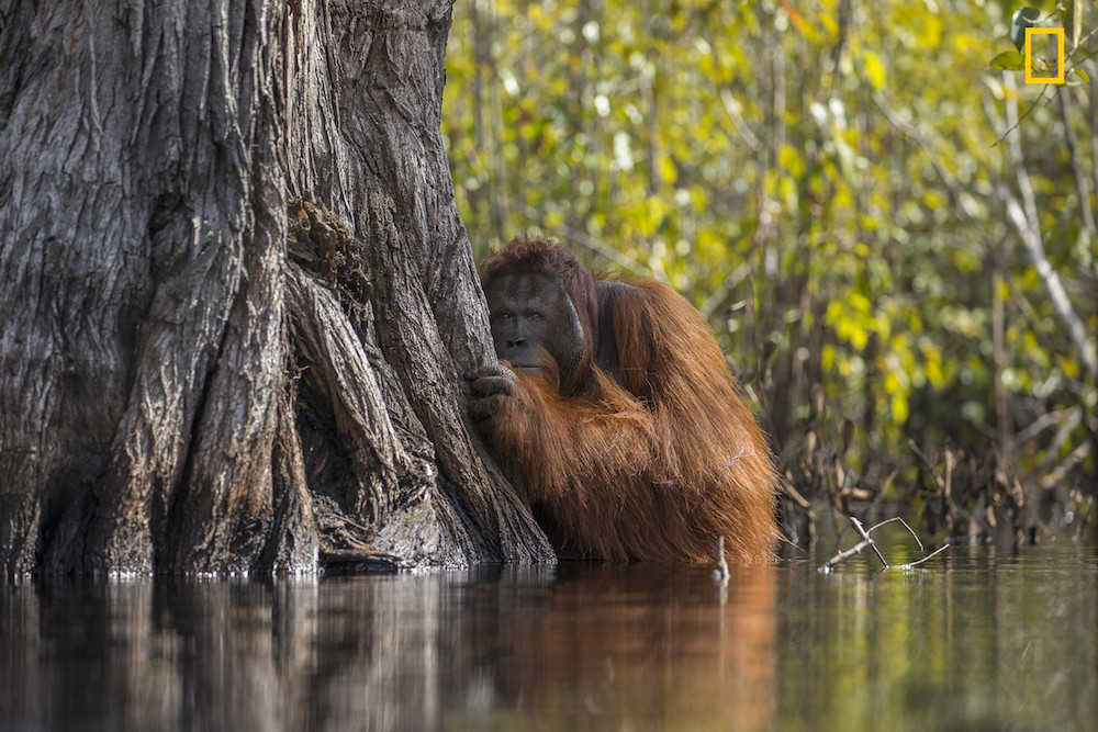 Las mejores fotografías de naturaleza National Geographic 2017