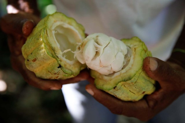 Yoffre Echarri sostiene una vaina de cocoa en Caruao, Venezuela el 24 de octubre de 2017. REUTERS/Carlos Garcia Rawlins