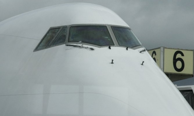 Mujer le compra a su gato un pase de avión y se vuelve viral