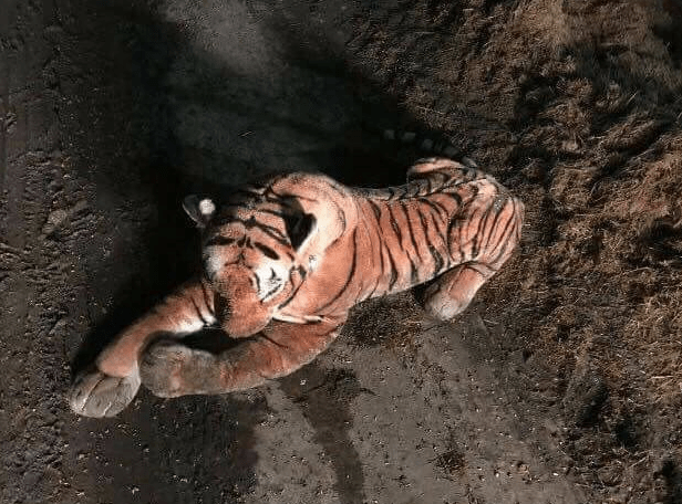   El  peluche fue encontrado  en la granja y llamaron a la policía 