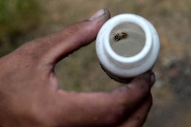 Un hombre muestra objetos encontrados después de recoger el barro en un canal de aguas residuales en el río Guaire, en Caracas, el 1 de febrero de 2018. Decenas de jóvenes buscan diariamente joyas perdidas en el río Guaire, donde drenan las alcantarillas de Caracas. Encontrar oro es su ilusión, pero una pieza de alambre de cobre es suficiente para paliar el hambre. / AFP PHOTO / FEDERICO PARRA