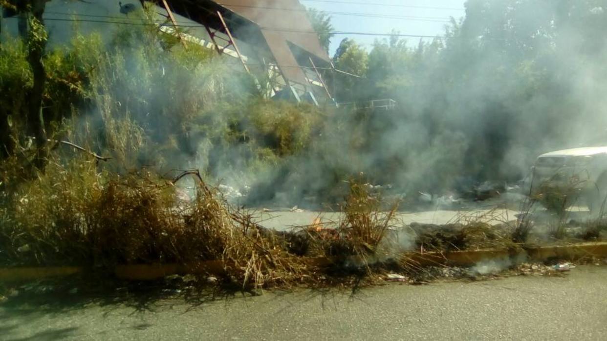 Incendio afecta bosque de pinos en Mérida #11Mar