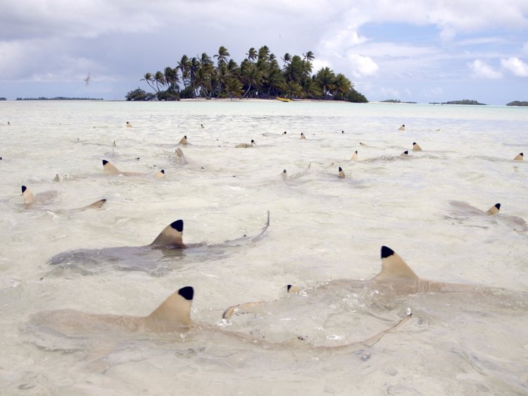 Tiburones de punta negra invaden la costa del sur de Florida