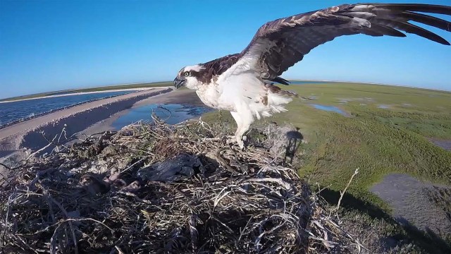 MEX02.LA PAZ (MÉXICO),14/03/2018.- Fotograma extraído de un vídeo, fechado el 9 de marzo de 2018, que muestra un ejemplar de Águila Pescadora (Pandion haliaetus), en manglares de Baja California Sur (México). Las espectaculares puestas de sol moradas y rojizas del noroccidental estado mexicano de Baja California Sur son el bello escenario de una de las mayores migraciones de aves del mundo, lo que ha permitido impulsar la observación de pájaros como una actividad turística de primer orden. EFE/Mahatma Fong/MEJOR CALIDAD DISPONIBLE   