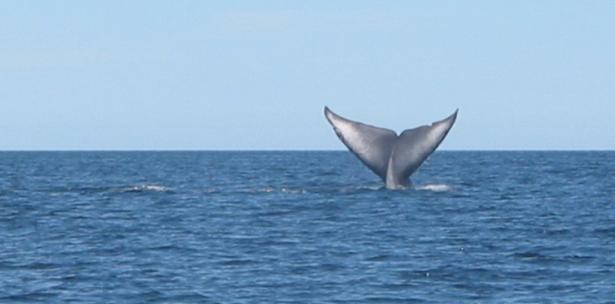 El frío reinante hizo que la mayoría de ellas muriesen y el equipo de salvamento decidió llevar a tres ballenas a la orilla, para tratarlas y luego devolverlas a alta mar. (Archivo)