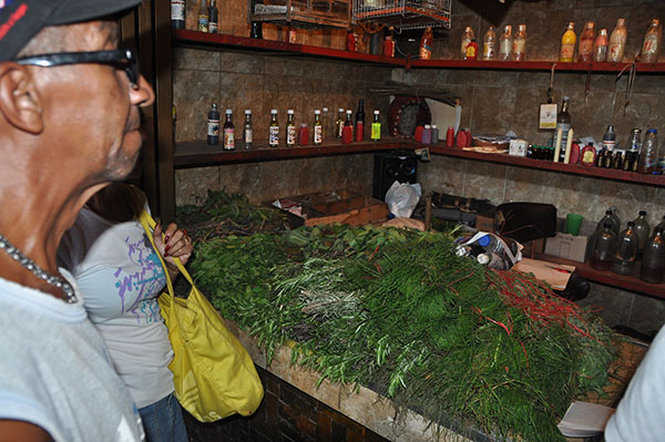 Foto: Sustituyen fármacos con plantas medicinales / La Verdad de Vargas