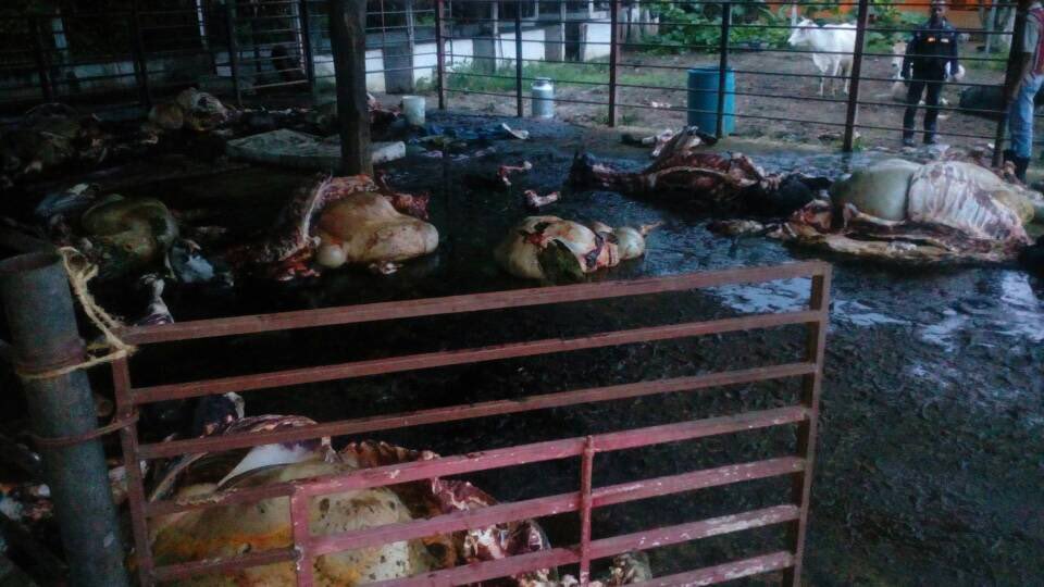 ¡Qué horror! Ganaderos denuncian descuartizamiento de reses en sus fincas (FOTOS)