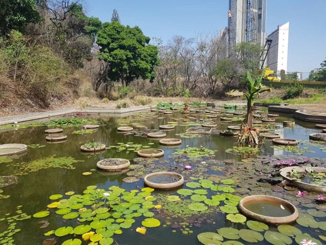 Foto: Laguna Venezuela en el Jardín Botánico / Cortesía