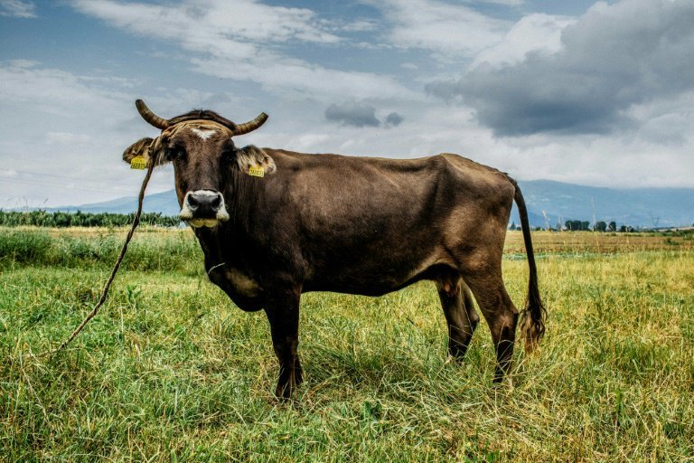 ¿Y Venezuela pa’ cuándo? Helicópteros del ejército suizo llevan agua a vacas sedientas afectadas por sequía