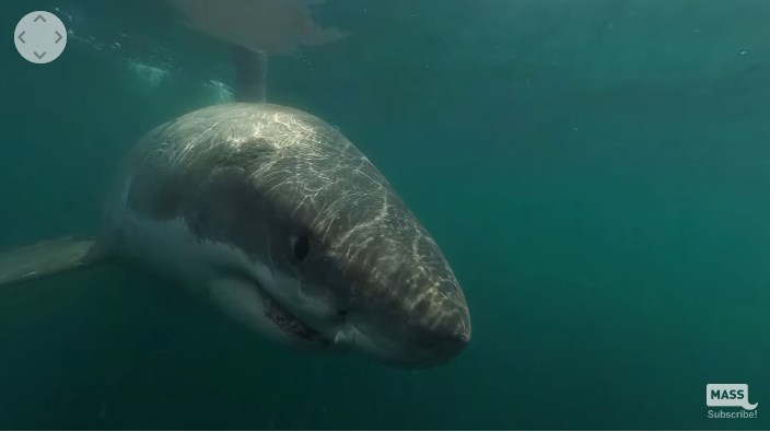 ¡Susto! Creía que era una especie inofensiva y grabó su encuentro cercano con un tiburón blanco (Video)