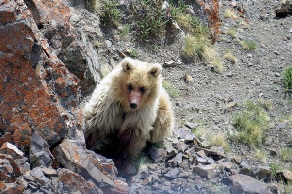 Una bestia que se creía extinta y mitológica fue vista por primera vez en décadas