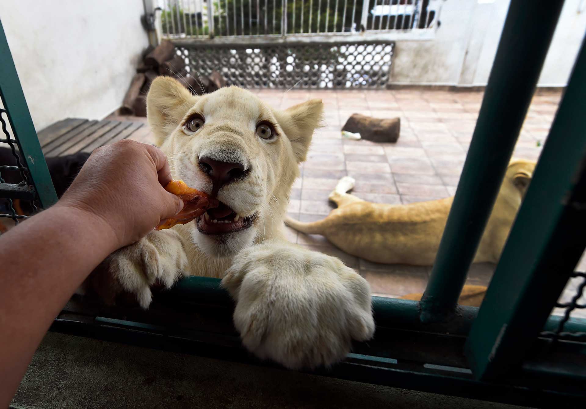 Las fotos de la familia que vive con tres leones en Ciudad de México y causa pánico entre sus vecinos