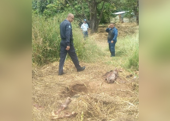 Capturan a ocho personas dedicadas a la venta de carne de caballo en Carabobo