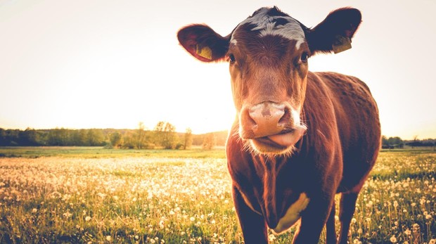 ¡Créalo! Las vacas duermen mirando al norte