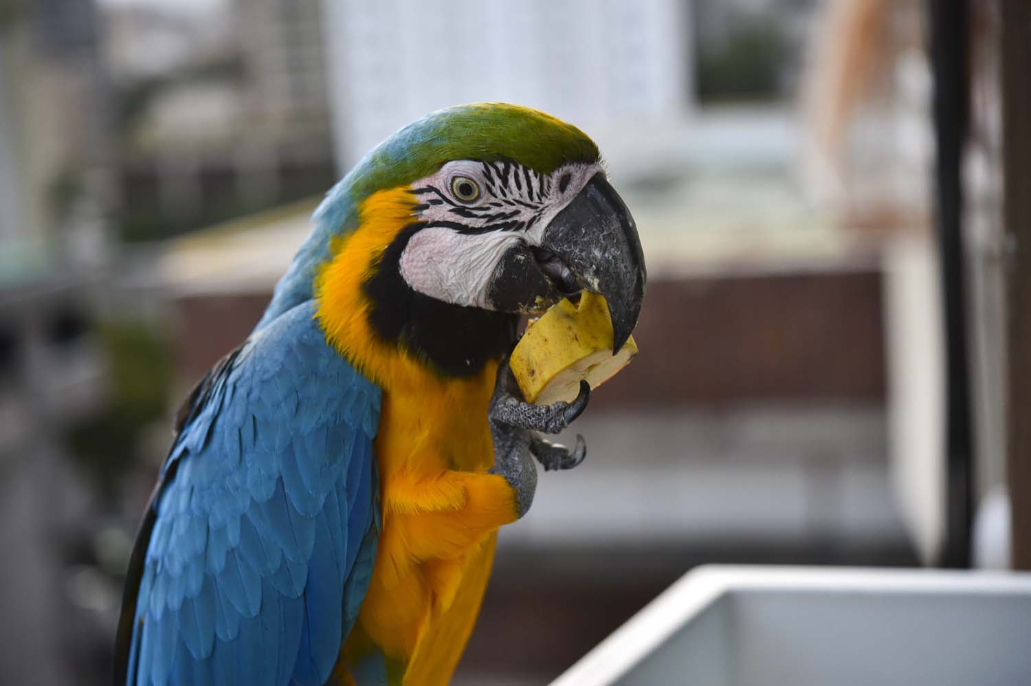 ¡Quién fuera guacamayo! Caraqueña halló una simpática forma de alimentar a sus amigos (Video+Piquito)