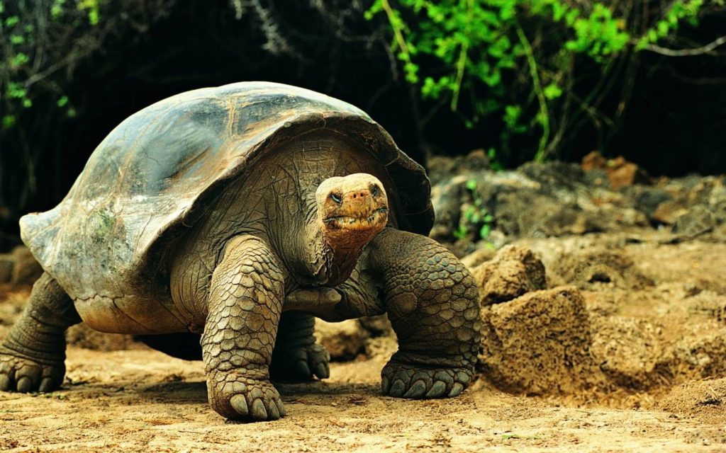 ¡Insólito! Tortuga gigante bloqueó el tráfico de trenes en Inglaterra por varias horas (FOTOS)