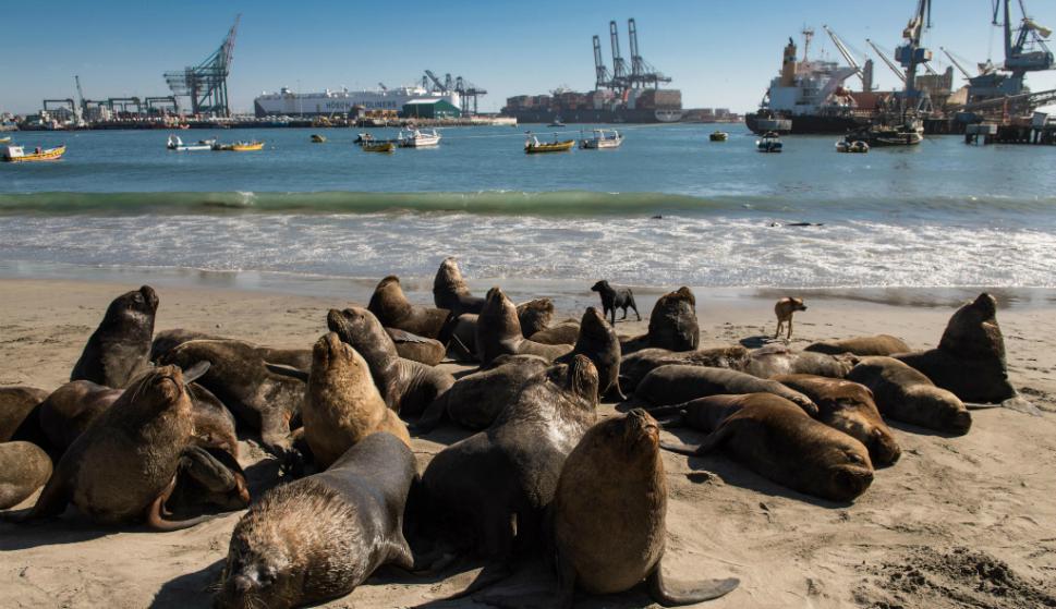 Sacrifican a lobos marinos en EEUU para proteger a peces en peligro de extinción