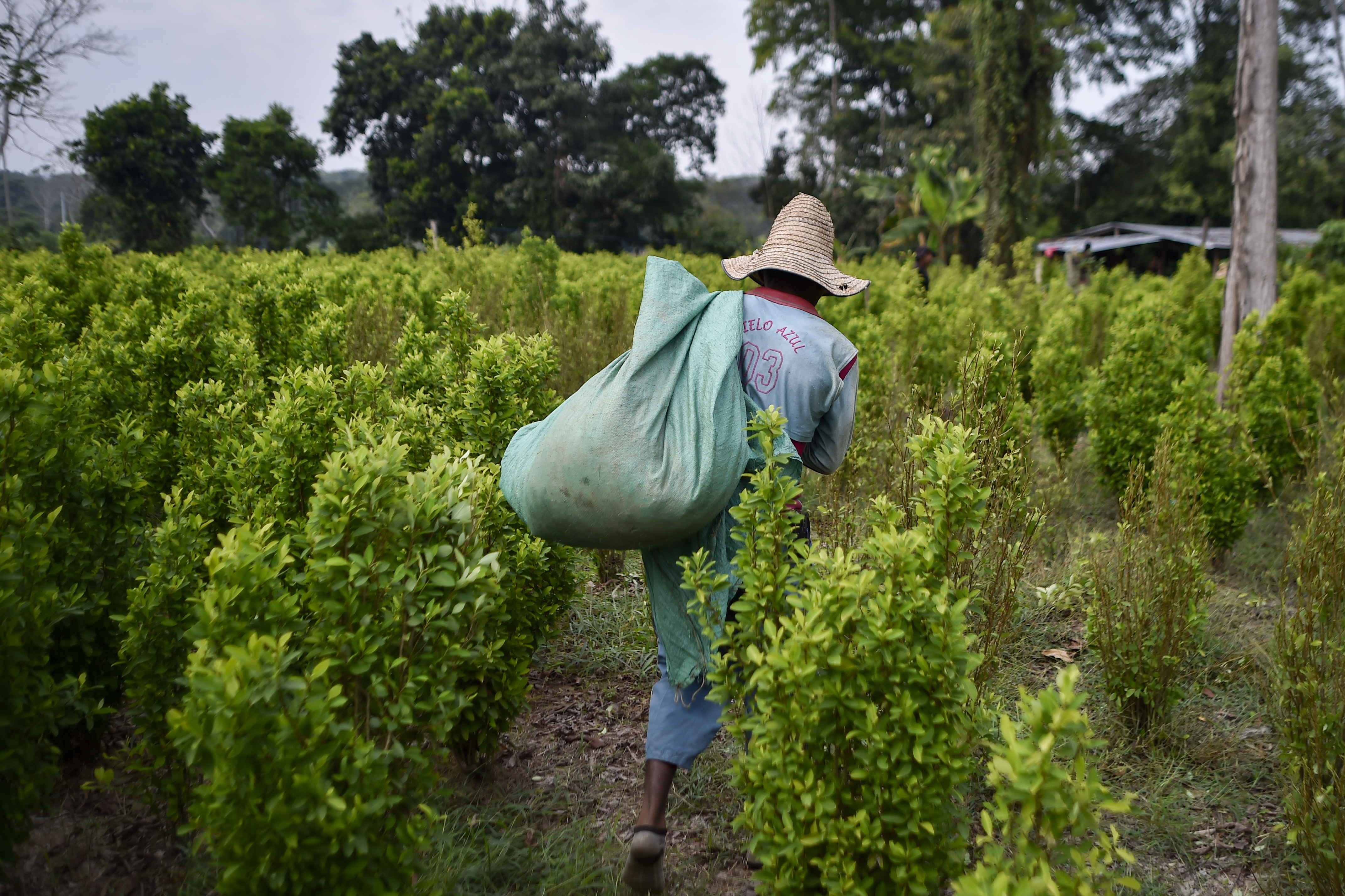 Venezolanos viven en Colombia del narcocultivo, actividad ilegal que los desgarra física y moralmente