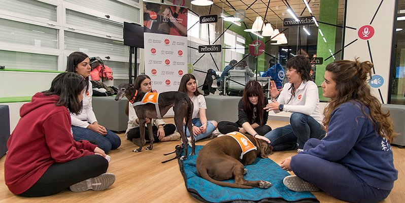 Perros para combatir el estrés de los universitarios españoles