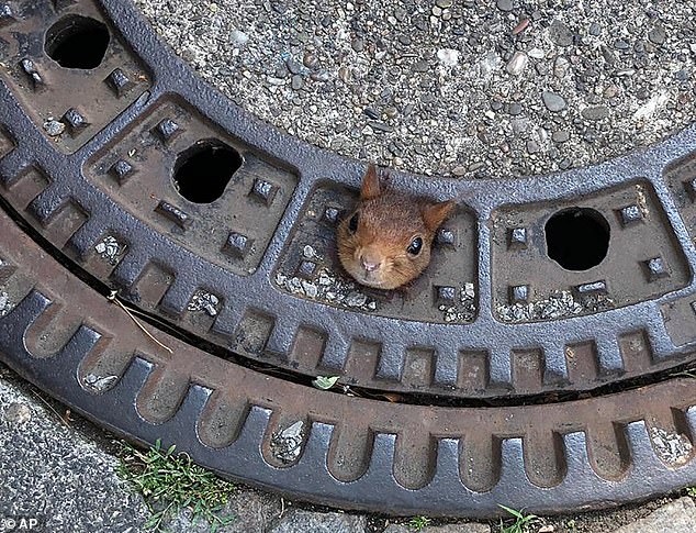 ¡Uups! Una simpática ardilla tuvo un mal día y se quedó atrapada en una alcantarilla