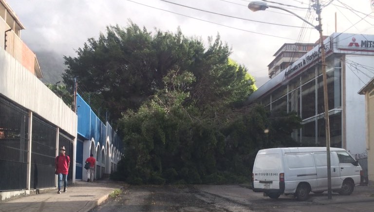 Árbol caído en La Florida obstruye la salida a la Cota Mil #21Jun