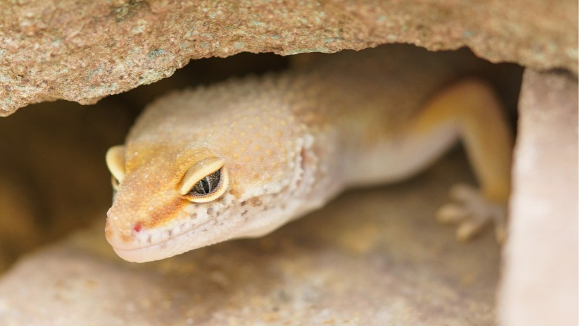 Se come un lagarto por una apuesta y muere podrido por dentro días después