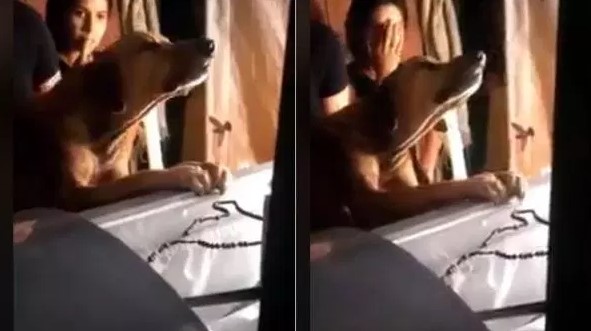 EN VIDEO: Perro despide con lágrimas a su amo en el ataúd