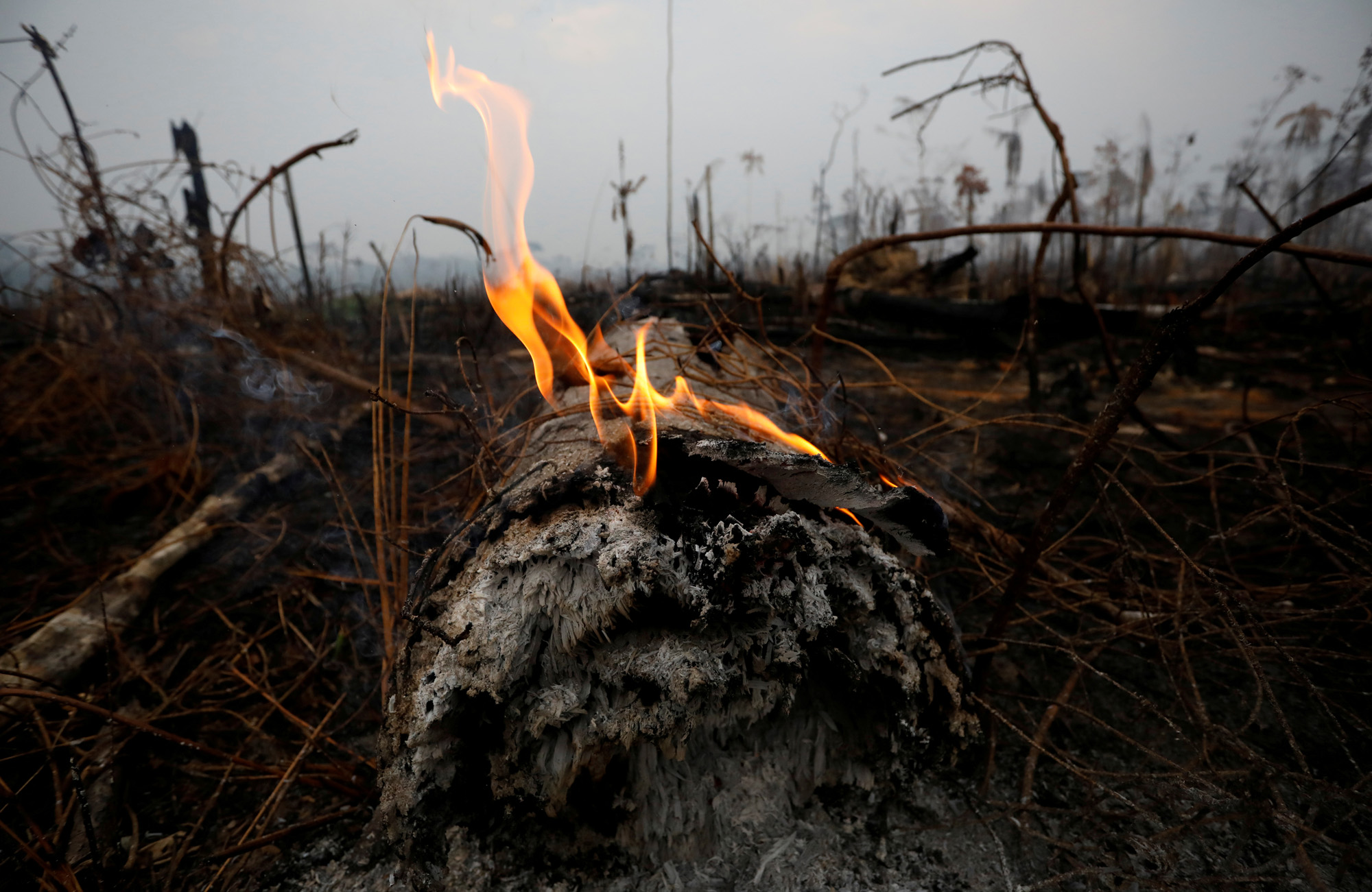 En cenizas te convertirás: Así se destruyó la vegetación en la Amazonía (FOTOS)