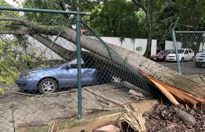 En FOTOS: Árbol aplastó a un carro frente al Parque Codazzi en Prados del Este #16Ago