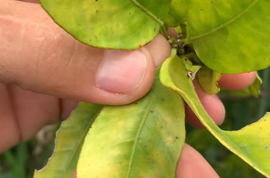 Camina: Bacteria de dragón amarillo ocasiona pérdidas millonarias en el occidente de Carabobo (Fotos)