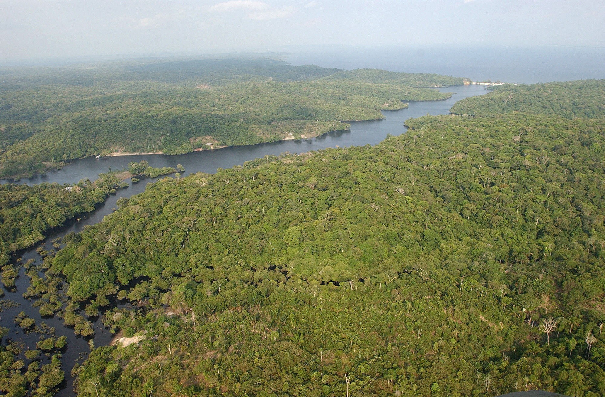 Las especies que están amenazadas por los incendios en la Amazonía