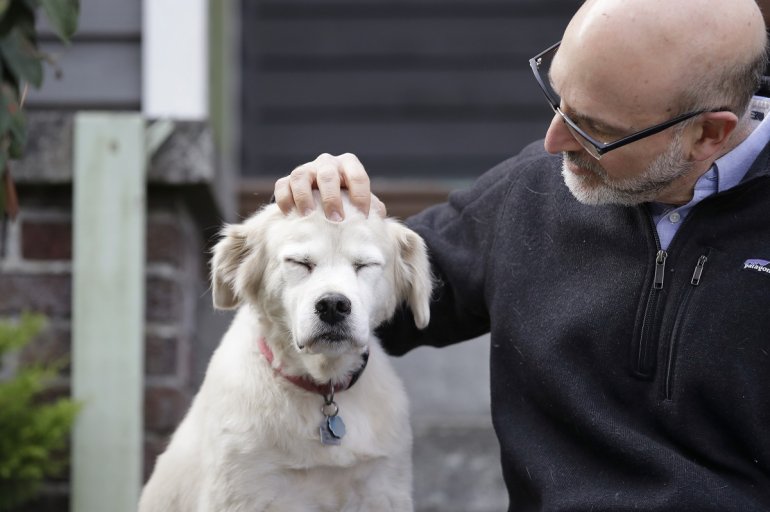 Buscan 10.000 perros para estudio sobre envejecimiento