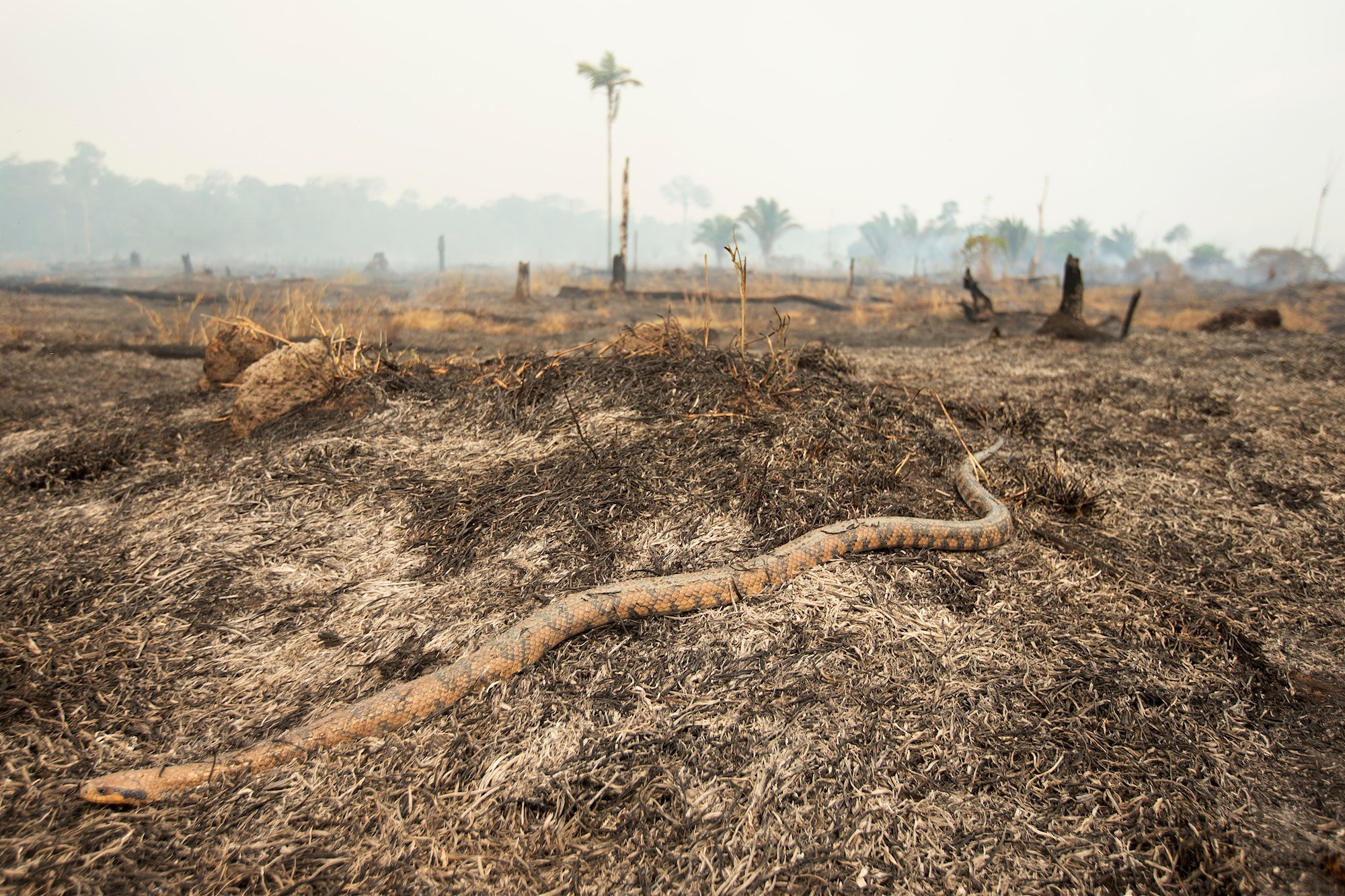 RETO VIRAL: ¿Puedes encontrar a la serpiente oculta entre los árboles? (FOTO)