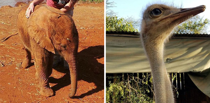 ¡Awww! Este elefante bebé perdió a su mamá y ahora se acurruca junto a un avestruz (Fotos)