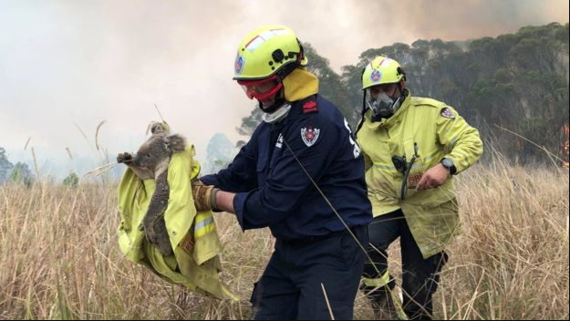 Jóvenes en su vehículo rescataron a koalas heridos por incendio en Australia (VIDEO)