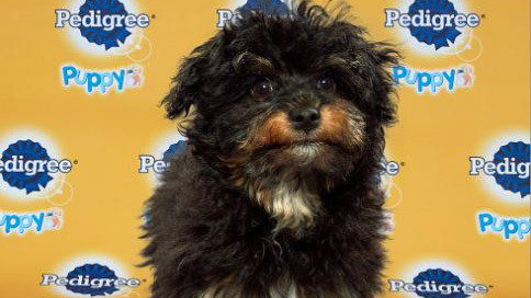 El escenario está listo para el Puppy Bowl XVI