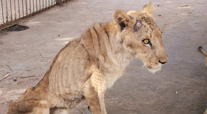 Las IMPACTANTES FOTOS de cinco leones al borde de la muerte por desnutrición en Sudán