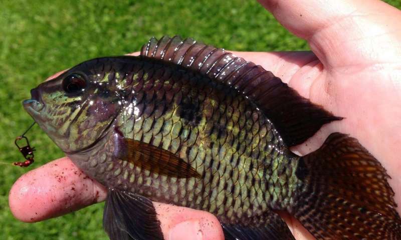 Cambio de peces: la identidad del misterioso invasor en aguas de Florida corregida después de 20 años