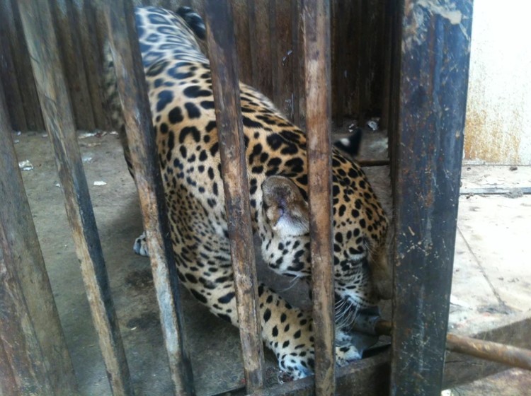 Intentó tomarse una selfie con un jaguar pero terminó con el brazo destrozado