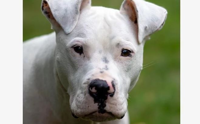 Perro salvó la vida de dos mujeres mientras un hombre las perseguía para acabar con ellas