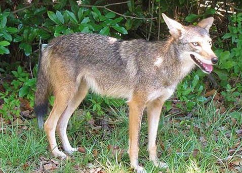 El popular parque de Coral Springs cerró indefinidamente debido a avistamientos de coyotes