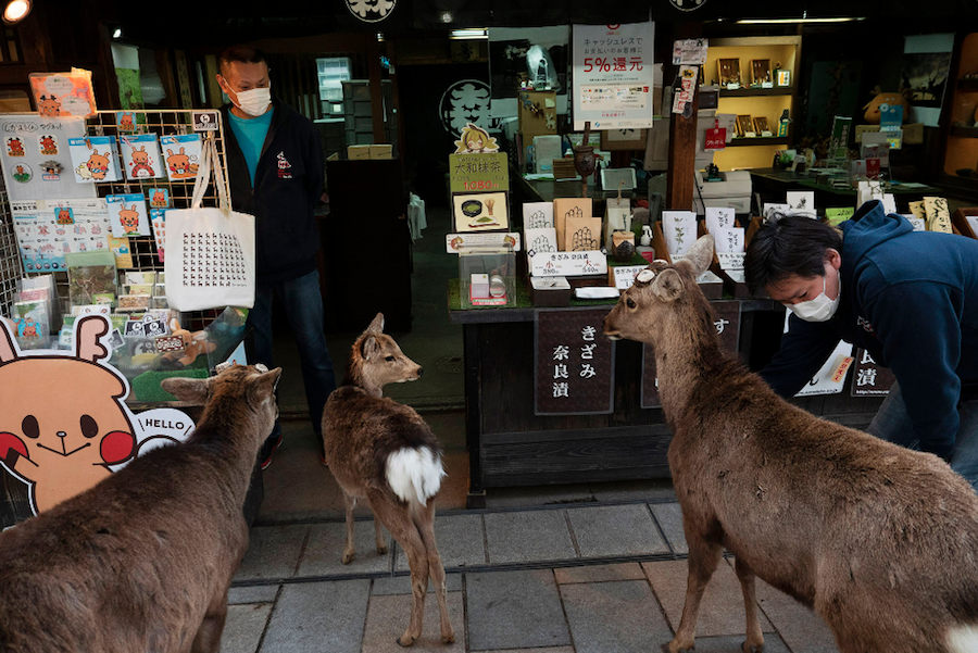 Poco a poco, los animales van tomando las calles de las ciudades en aislamiento por el coronavirus