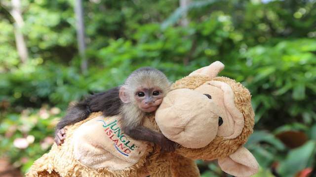 Cierran Jungle Island y Miami Seaquarium por brote de coronavirus