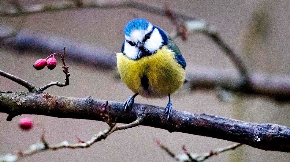 Una bacteria acaba con miles de pájaros en Alemania al provocarles neumonía