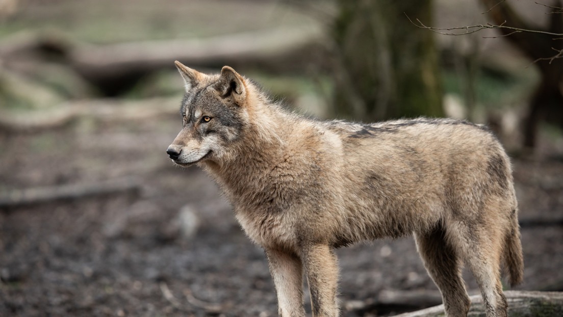 Los lobos también pueden sentir y mostrar afecto por las personas